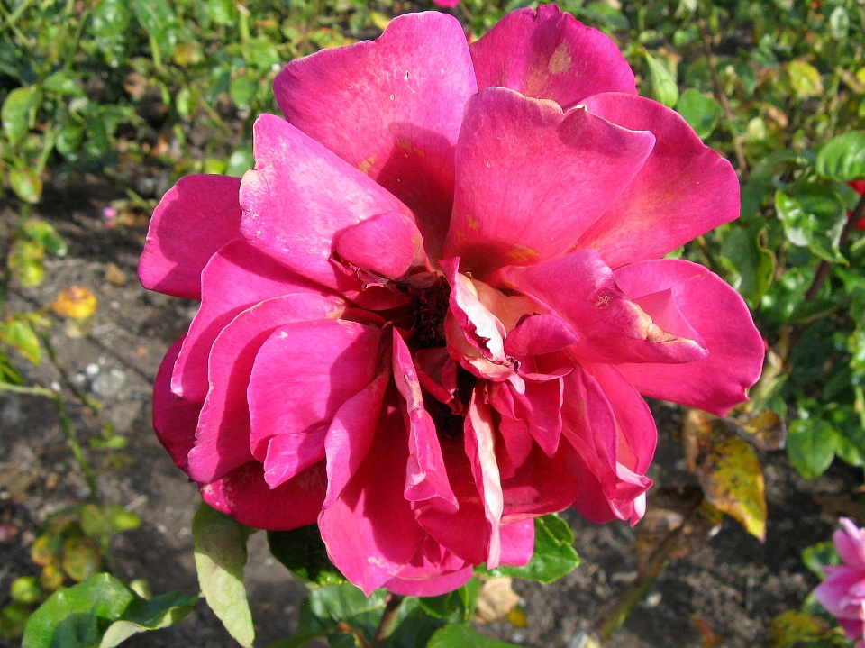 Kronenbourg Rose